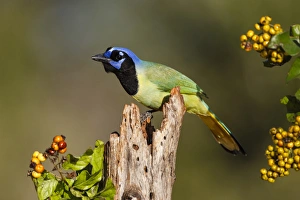 Images Dated 22nd December 2014: Green Jay (Cyanocorax yncas) perched