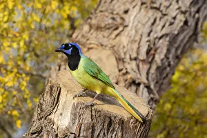 Images Dated 6th July 2021: Green Jay (Cyanocorax yncas) perched