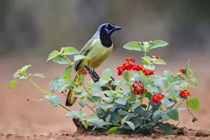 Prints of Green jay (Cyanocorax Yncas) perched in wildflowers Images Dated 2019 June: Green jay (Cyanocorax Yncas) perched in wildflowers