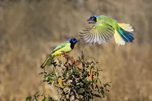 Brushland Prints: Green jay (Cyanocorax yncas) perching