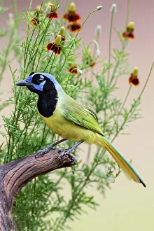 Rio Grande Valley Prints: Green jay, Cyanocorax yncas, Rio Grande Valley, Texas