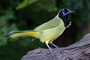 Green jay, Cyanocorax yncas, Rio Grande Valley, Texas