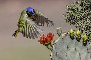 Cacti Prints: Green jay flying. Rio Grande Valley, Texas