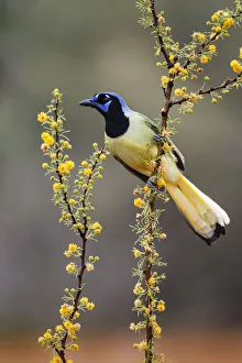 Thorn Prints: Green jay perched