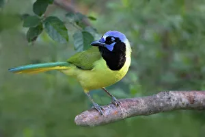 Hidalgo County Prints: Green jay perched