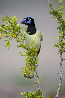 Images Dated 3rd August 2020: Green Jay, Rio Grande Valley, Texas