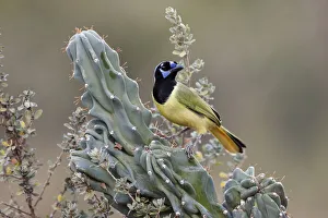 Images Dated 3rd August 2020: Green Jay, Rio Grande Valley, Texas