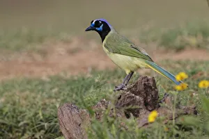 Green jay. Rio Grande Valley, Texas