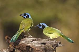 Images Dated 24th October 2011: Green Jays (Cyanocoras yncas) landing on log, s. Texas