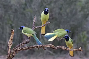 Images Dated 27th July 2020: Green Jays (Cyanocorax yncas) perched