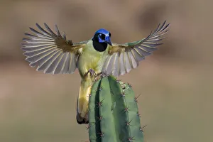 Images Dated 3rd August 2020: Green Jays in flight, Rio Grande Valley, Texas