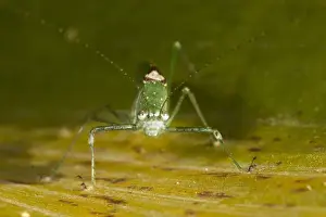 Mindo Prints: Green Katydid (Conocephalinae) Mindo Cloud Forest West slope of Andes