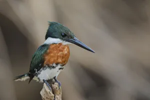 Images Dated 26th September 2017: Green kingfisher