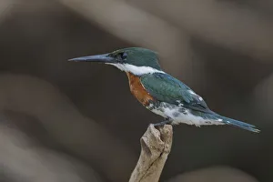 Green Kingfisher