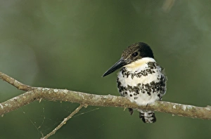 Images Dated 19th October 2007: Green Kingfisher, Chloroceryle americana