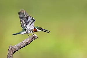 Cameron County Prints: Green kingfisher landing