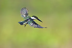 Cameron County Prints: Green kingfisher male in flight