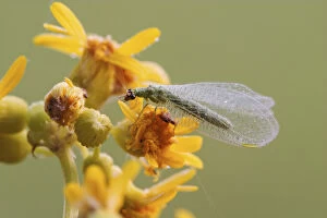 Green Lacewing Chrysopa spp. Green LacewingChrysopa spp. Green LacewingChrysopa