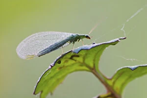 Images Dated 21st May 2004: Green Lacewing Chrysopa spp. Green Lacewing Chrysopa spp. Green LacewingChrysopa spp