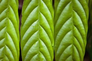 Mark Williford Prints: Green leaves and dew drop graphic pattern, Jaguar Preserve, Belize