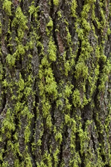 Lichen Prints: Green lichen growing on ancient giant sequoias, Yosemite National Park, California