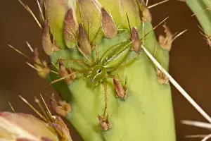 Images Dated 4th May 2008: Green Lynx Spider Peucetia viridans South Eastern Arizona