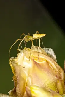 Spider Prints: Green Lynx Spider Peucetia viridans South Eastern Arizona