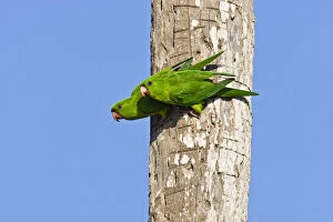Images Dated 17th April 2008: Green Parakeet (Aratinga holochlora) adults, wild, free-flying pair near nest cavity