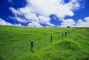 Prints of Green pasture and fence at Parker Ranch, The Big Island, Hawaii, USA Images Dated 2018 December: Green pasture and fence at Parker Ranch, The Big Island, Hawaii, USA