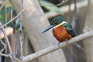 South American Prints: Green and rufous kingfisher