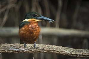 Green & Rufous Kingfisher (Chloroceryle inda), Northern Pantanal, Mato Grosso, Brazil