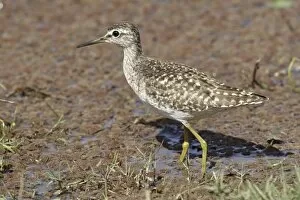 Images Dated 23rd March 2007: Green Sandpiper, Ranthambhor National Park, India