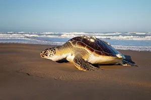 Cameron County Prints: Green sea turtle on beach