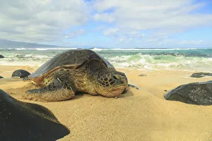 Images Dated 9th January 2015: Green Sea Turtle (Chelonia mydas), pulled up on shore, Hookipa Beach Park, Maui, Hawaii