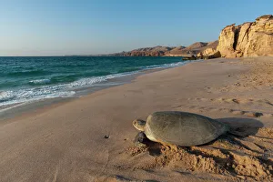 Sea Turtle Prints: A green sea turtle, Chelonia mydas
