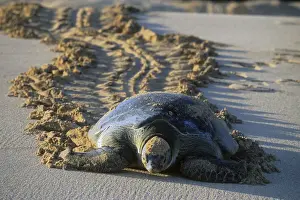 Images Dated 20th January 2010: Green Sea Turtle (Chelonia mydas) Female returning to sea after nesting, Ascension Island