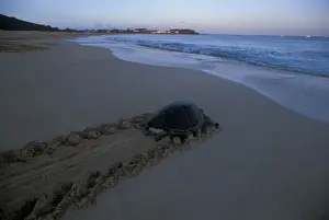 Distant Prints: Green Sea Turtle, (Chelonia mydas) female returns to sea at dawn, Ascension Island