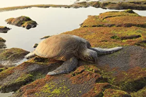 Images Dated 19th February 2012: Green Sea Turtle (Chelonia mydas) on shore at sunset near Kona, Big Island, Hawaii