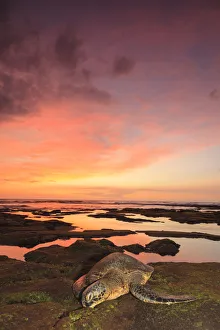 Images Dated 19th February 2012: Green Sea Turtle (Chelonia mydas) on shore at sunset near Kona, Big Island, Hawaii