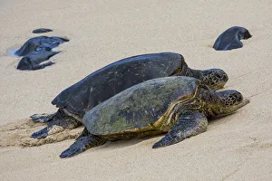 Green sea turtle haul-out, Ho okipa Beach Park, Maui, Hawaii