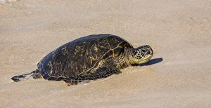 Haul Out Prints: Green sea turtle haul-out, Ho okipa Beach Park, Maui, Hawaii