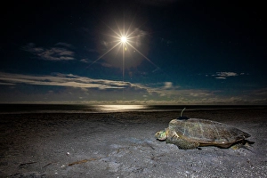 Sea Turtle Prints: A green sea turtle makes for the Gulf of Mexico after being fitted with a satellite transmitter in the moonlight