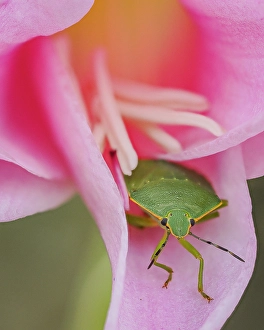 Prints of Green Stink Bug (Chinavia hilaris) on flower, Bellevue, Washington State Images Dated 2024 September: Green Stink Bug (Chinavia hilaris) on flower, Bellevue, Washington State