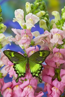 Lime Green Prints: Green Swallowtail Butterfly Papilio neumogeni
