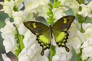 Green Swallowtail Butterfly Papilio neumogeni
