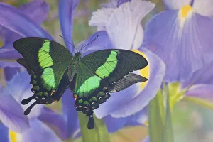 Dutch Iris Prints: Green swallowtail butterfly, Papilio palinurus daedalus, in reflection with Dutch iris
