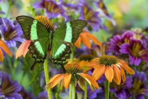 Green swallowtail butterfly, Papilio palinurus daedelus on orange coneflowers