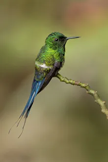 South America Prints: Green Thorntail hummingbird perched on plant, Costa Rica