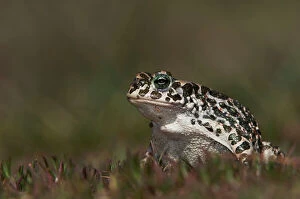 Images Dated 23rd April 2007: Green Toad, Bufo viridis, adult, National Park Lake Neusiedl, Burgenland, Austria