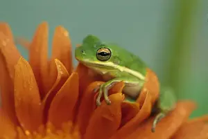 Green Tree Frog on Flower in garden. Credit as: Nancy Rotenberg / Jaynes Gallery / DanitaDelimont